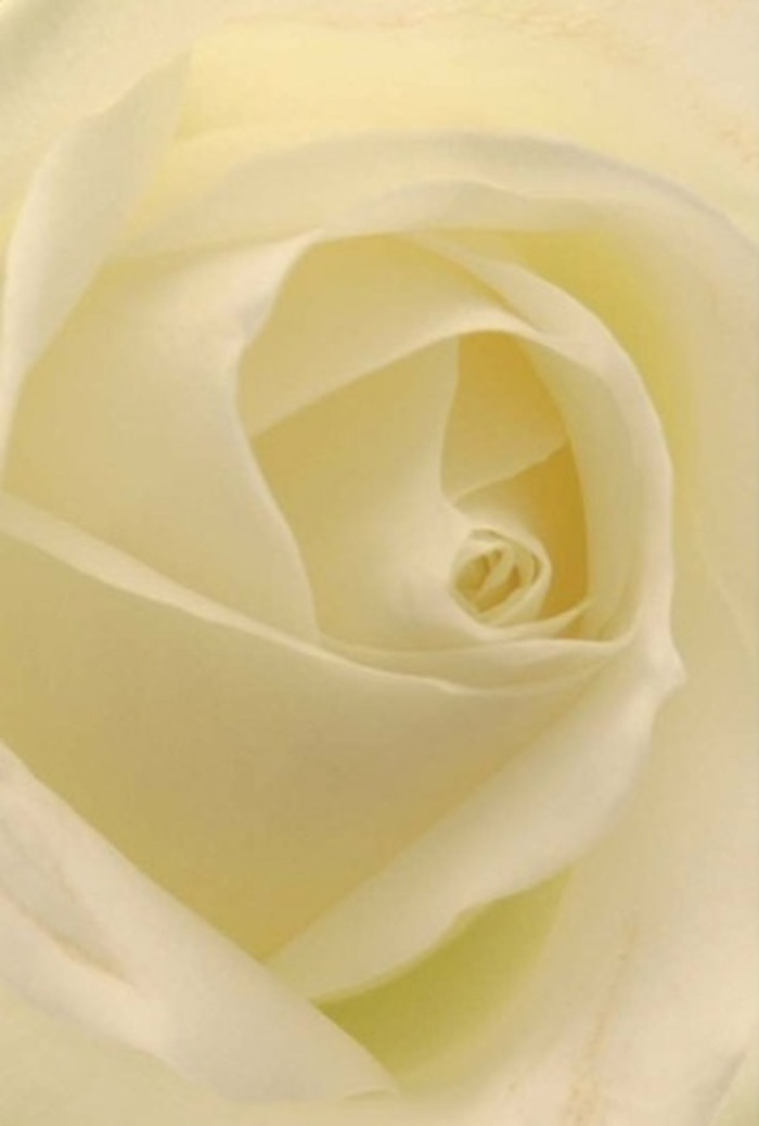 A classic white rose, captured in exquisite detail and set against the soft ambient light that filters down Belvedere's quiet High Street, is the centerpiece of this striking image. From a close vantage, one is drawn deep into its spiral core, where layers of pristine white and subtle cream overlap in perfect harmony, the interplay of texture and light creating a tranquil, almost meditative mood. Each petal, smooth yet delicately matte, conveys a touch of resilience amidst undeniable softness, their arrangement suggesting the gentle yet enduring spirit found throughout the Belvedere community. This rose, the handiwork of a local expert florist, evokes connections with heartfelt occasions-serving equally as a heartfelt apology, a romantic gesture on a special day, or a centrepiece at a wedding in one of Belvedere's charming venues. Its near-perfect spiral hints at purity and quiet strength, while the faint play of shadow and colour further elevates its natural grace. Even unseen, a hint of clean, serene rose fragrance lingers-a fitting floral companion for life's most meaningful moments.